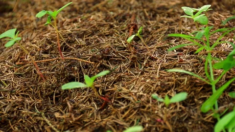 Anthill in the forest - Many ants - Static shot Stock Footage 239051682
