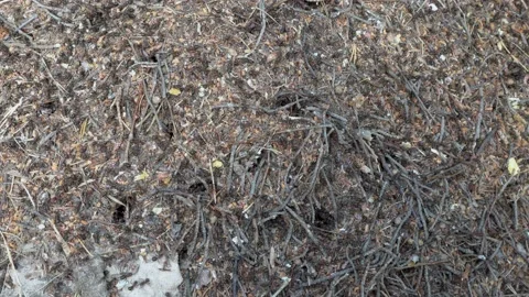 An anthill in the forest. Many red ants run around the anthill and crawl into 스톡 동영상 152972857