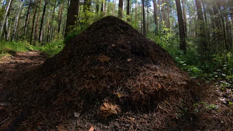 Anthill in forest. Pan Stock Footage 97027264