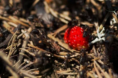 Anthill in the forest Stock Photos
