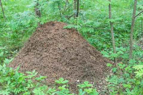 Anthill in the forest Stock Photos