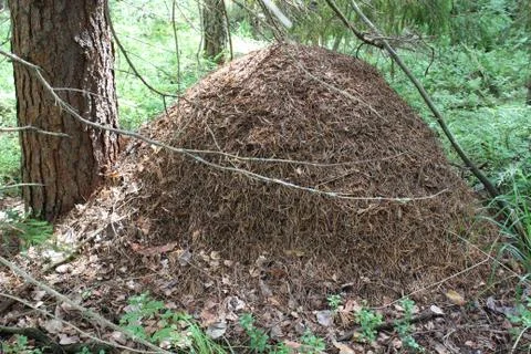 Anthill in the forest Stock Photos