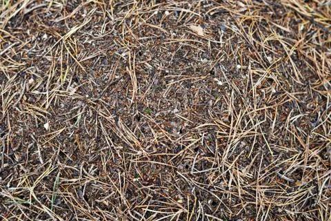Anthill in a forest Stock Photos