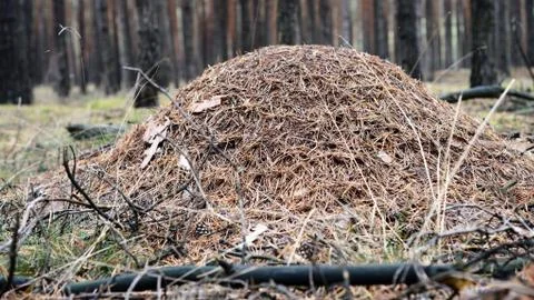 Anthill in a forest Stock Photos