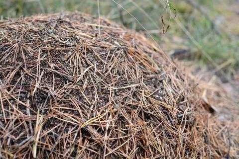 Anthill in a forest Stock Photos