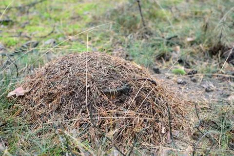 Anthill in a forest Stock Photos