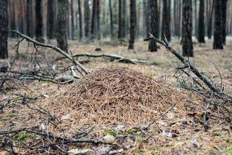 Anthill in a forest Foto stock