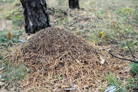 Anthill in a forest Stock Photos