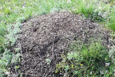 Anthill in the forest Stock Photos