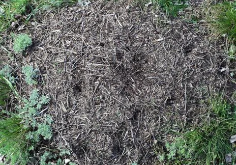 Anthill in the forest Foto stock