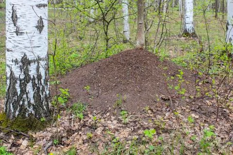 Anthill in the forest Stock Photos