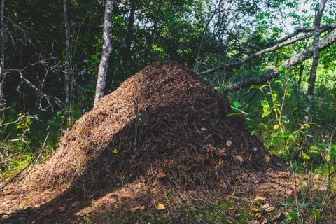Anthill in the forest Stock Photos