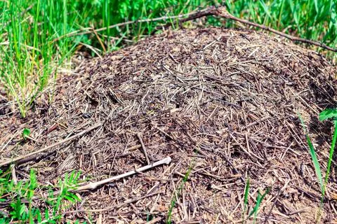 Anthill in the forest Stock Photos