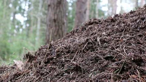 Anthill in forest spring daytime motion footage made with slider Stock Footage 48899060
