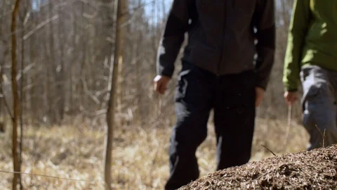 Anthill in the forest in spring Stock Footage 128866710