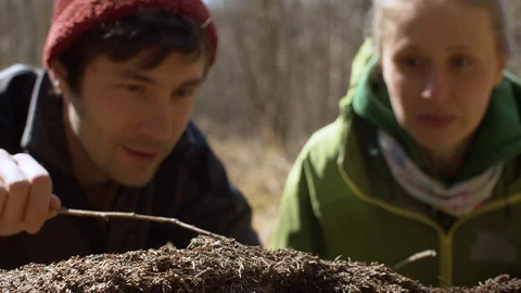 Anthill in the forest in spring Stock Footage 128866817