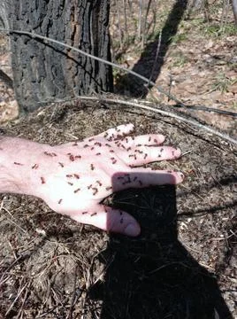 An anthill in the forest in spring. Stock Photos