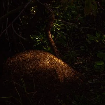 An anthill in the forest in the sunlight on a summer day. Stock Photos