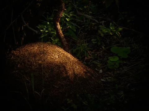 An anthill in the forest in the sunlight on a summer day. Stock Photos