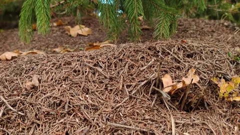 An anthill in the forest under a spruce tree: an exciting life close-up Stock Footage 318847795