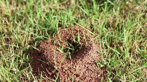 Anthill / Formigueiro 動画素材 11148230