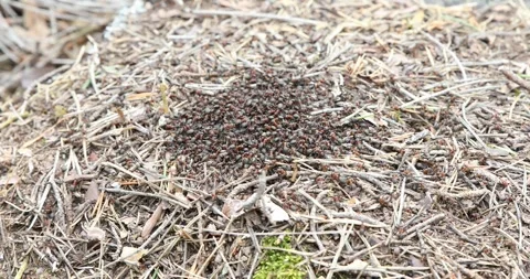 Anthill full of moving ants Stock Footage 277933448