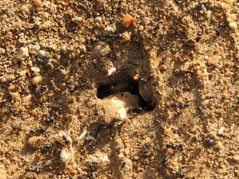 Anthill full of tiny insect ants many workers 写真素材