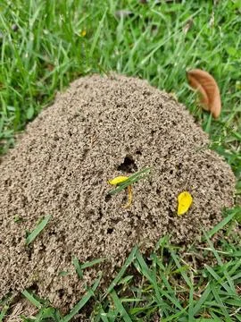 Anthill in the garden Stock Photos