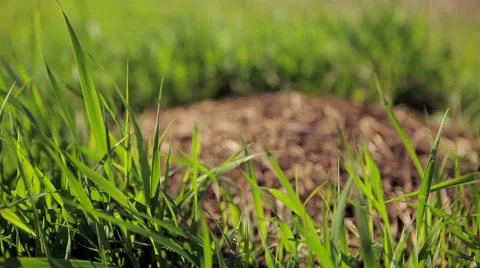 Anthill in the grass Stock Footage 50398686