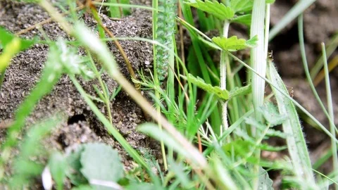 An anthill in the grass. A lot of ants are running around on the ground, saving Stock Footage 76973017