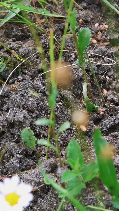An anthill in the grass. A lot of ants are running around on the ground, saving Stock Footage 310181873