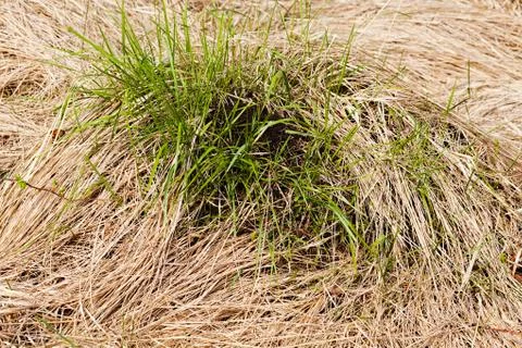 Anthill on the grass Stock Photos