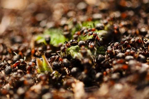 Anthill on the grass Stock Photos