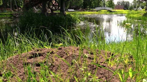 Anthill on grassy river shore and park landscape in summer Stock Footage 50332745