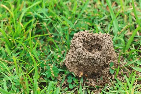 Anthill with green grass background Stock Photos