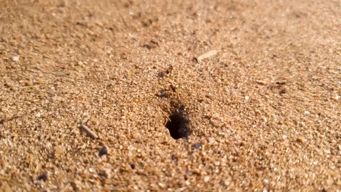 An anthill on the ground. Ant house, crawling ants in the soil of the ground. Stock Footage 311860277