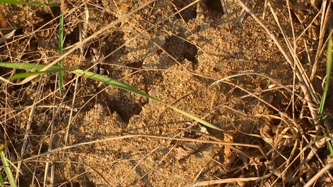 An anthill in the ground, ants crawl on the sand. Stock Footage 127303923