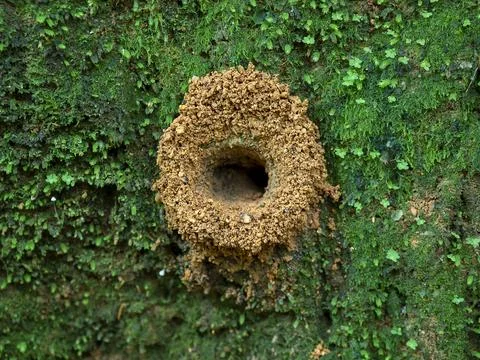 The Anthill on The Ground Stockfoto's