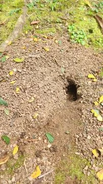 Anthill on the ground surrounded by vegetation 스톡 사진