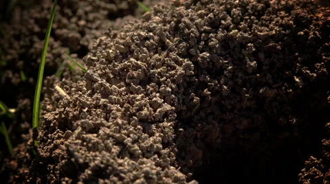 Anthill on the ground under construction: black ants exit from a hole Video stock 56914361