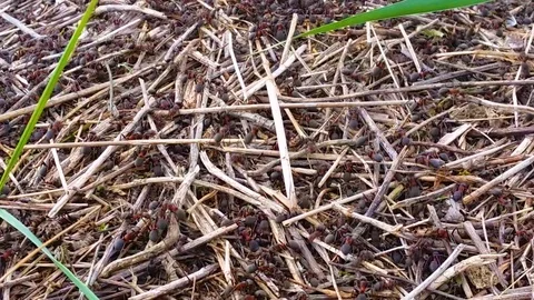 Anthill-High Speed Stock Footage 104798080