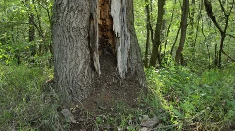 Anthill in a hollow oak trunk Stock Footage 14921950