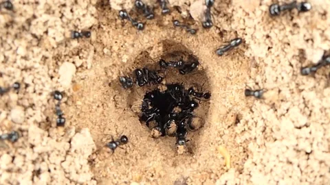 Anthill. How ants build their house! Stock Footage 172509930