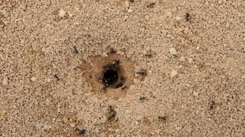 Anthill. How ants build their house! Video stock 172510834