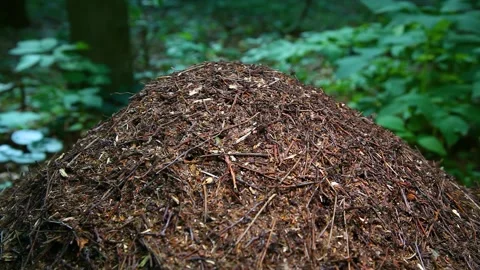 Anthill. Large ant hill in summer forest. Video stock 245609277
