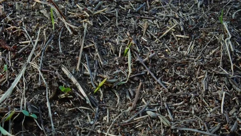 Anthill with large ants #1 Stock Footage 238086767