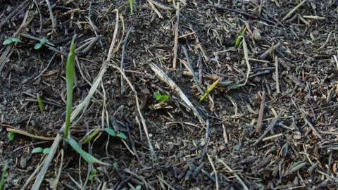 Anthill with large ants #2 Stock Footage 238086783