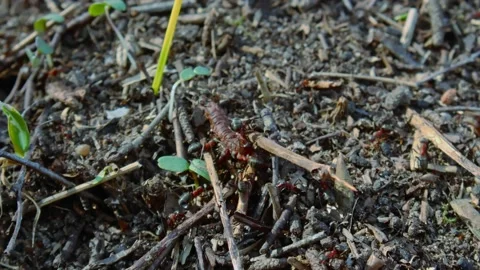 Anthill with large ants #3 Stock Footage 238086788