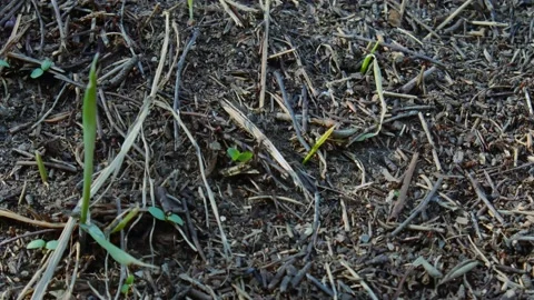 Anthill with large ants #4 Stock Footage 238087364