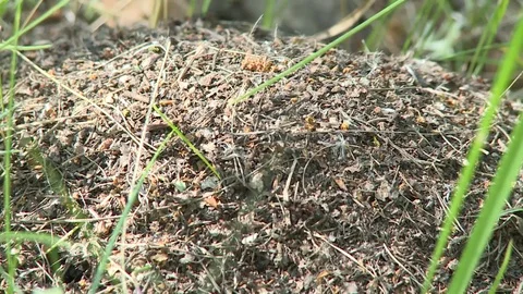 Anthill is large Stock Footage 82302939